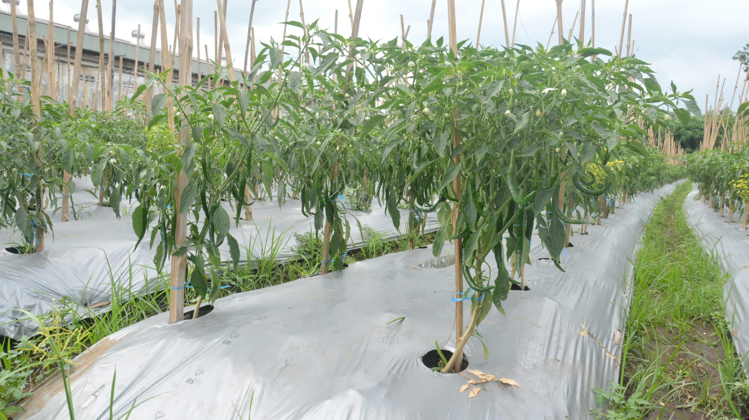 Mulsa Plong – Cabe Keriting – 2 Mulsa Plong - Cabe Keriting