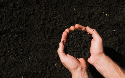 Peran Mulsa Plastik dalam Mempertahankan Kualitas Tanah Humus Selama Musim Kering