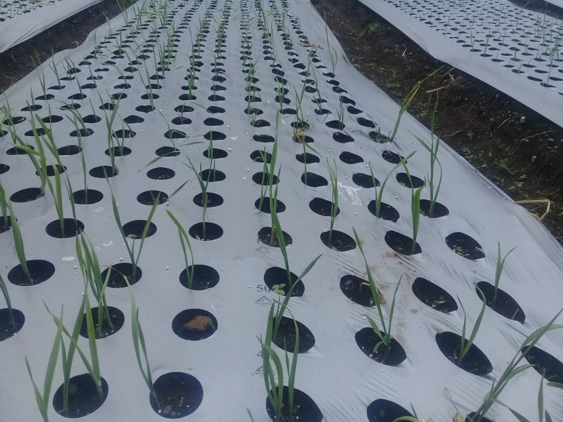 32 Mulsa Topi Gunung
