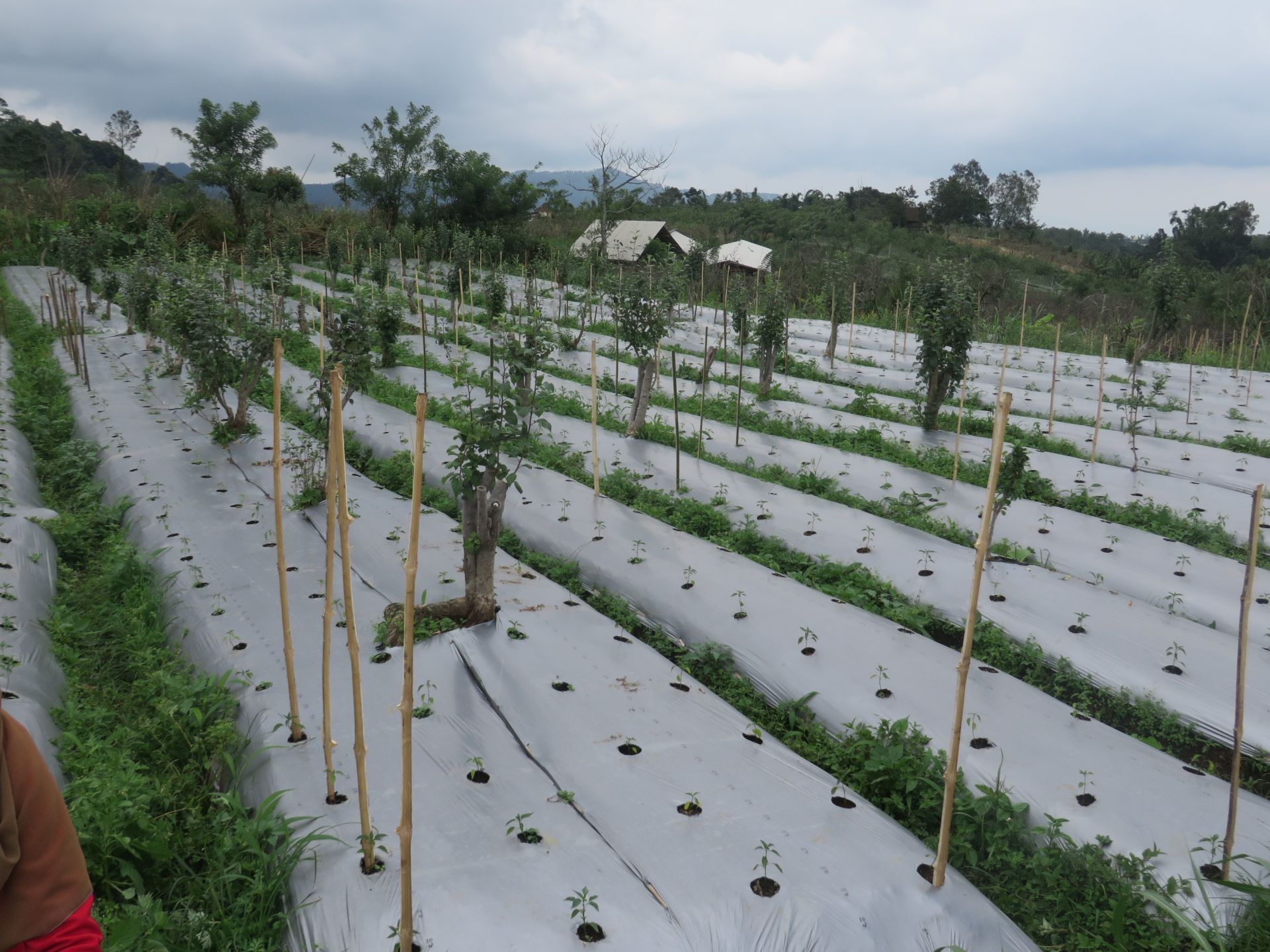 37 Mulsa Plong