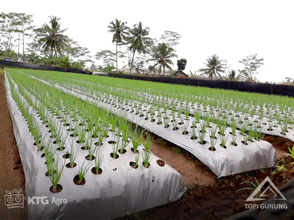 Aplikasi Mulsa Plastik untuk Pertanian Aplikasi Mulsa Plastik untuk Pertanian