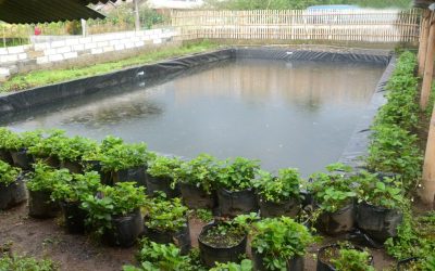 Manfaat Embung Mini untuk Pertanian di Daerah Kering