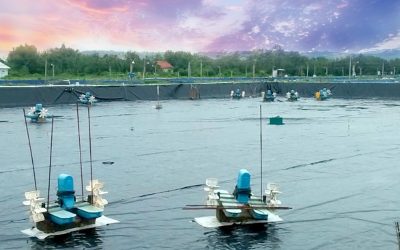 Langkah Mempersiapkan Geomembrane sebagai Alas Tambak