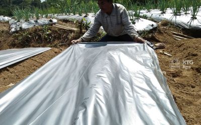 Perbandingan Mulsa Plastik dan Mulsa Organik, Mana yang Lebih Baik?