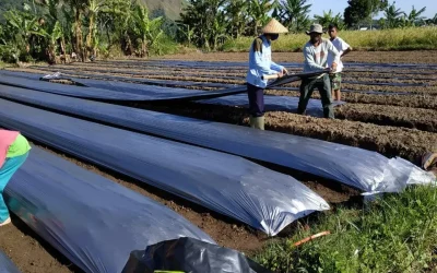 Cara Menghitung Kebutuhan Mulsa per Hektar yang Anda Butuhkan