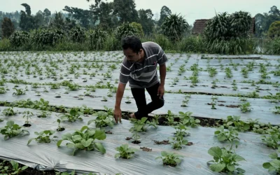 3 Ciri Penting Mulsa Plastik Premium yang Wajib Diketahui Petani