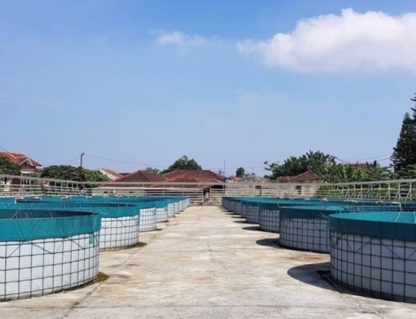Geomembrane