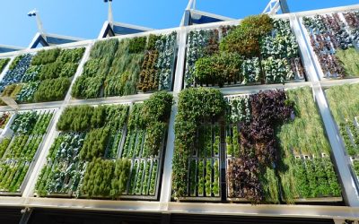 Ini Dia Cara Tepat Membuat Vertical Garden Dengan Karpet Geotextile