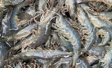 budidaya udang budidaya udang