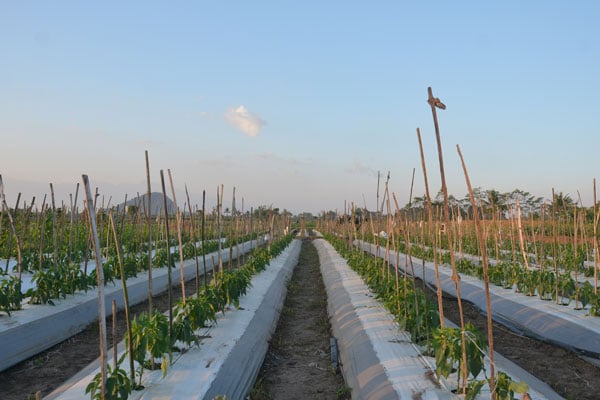 KTG Agro - Mulsa